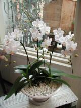 �ߥ˥����祦�����